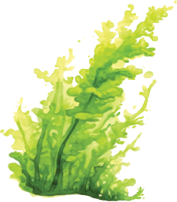 Photograph of Algae Omega-3 (Schizochytrium sp.)