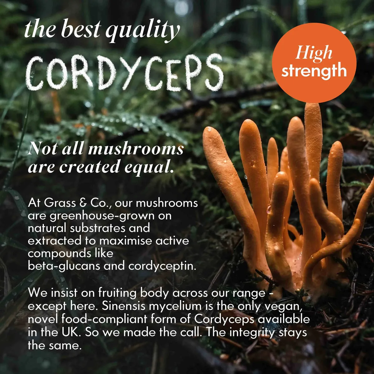 ENERGY | Cordyceps Mushroom Capsules, image 7