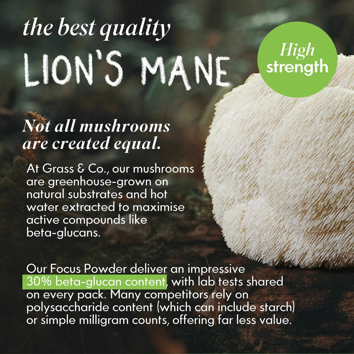 FOCUS | Lion's Mane Mushroom Powder, image 5