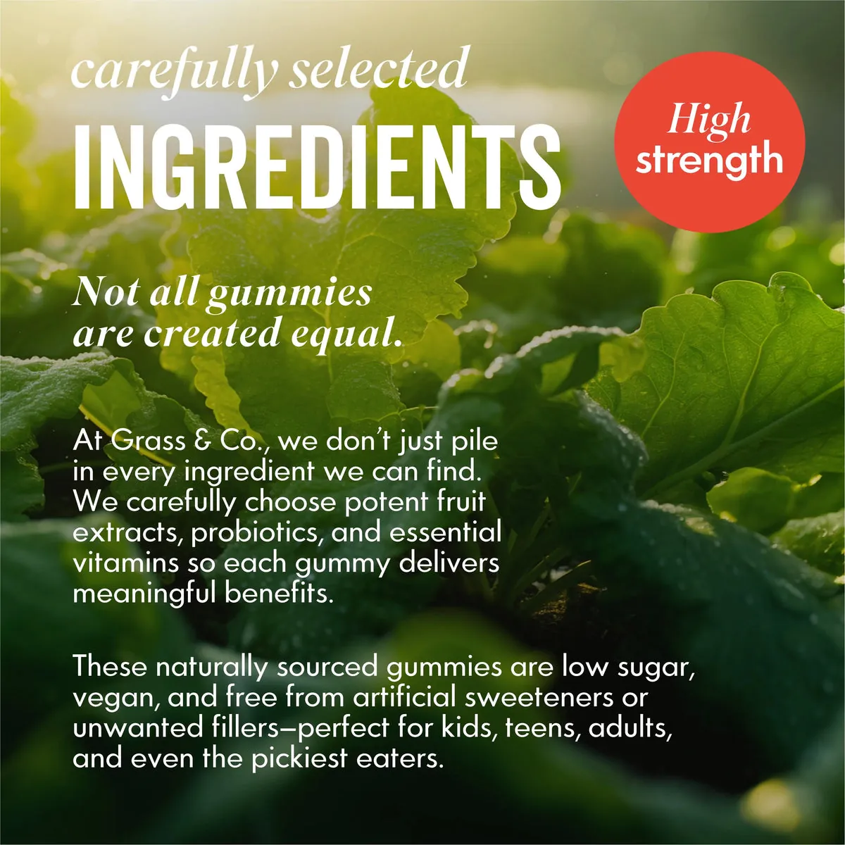 FAMILY | Greens Gummies, image 7