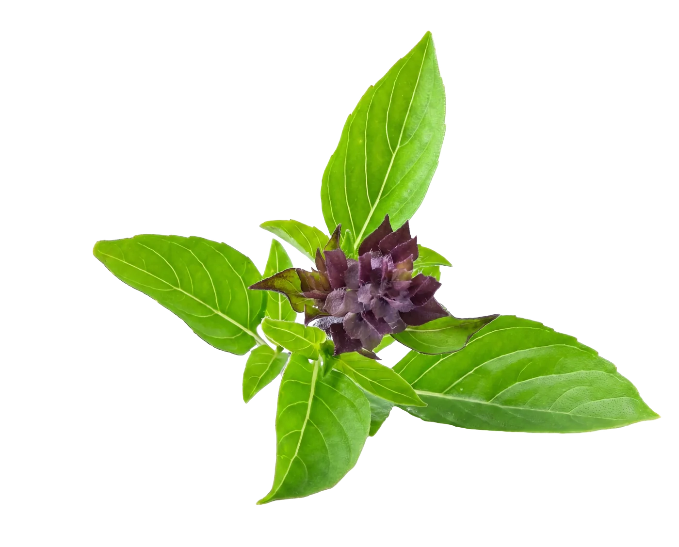 Photograph of Holy Basil (Ocimum sanctum)