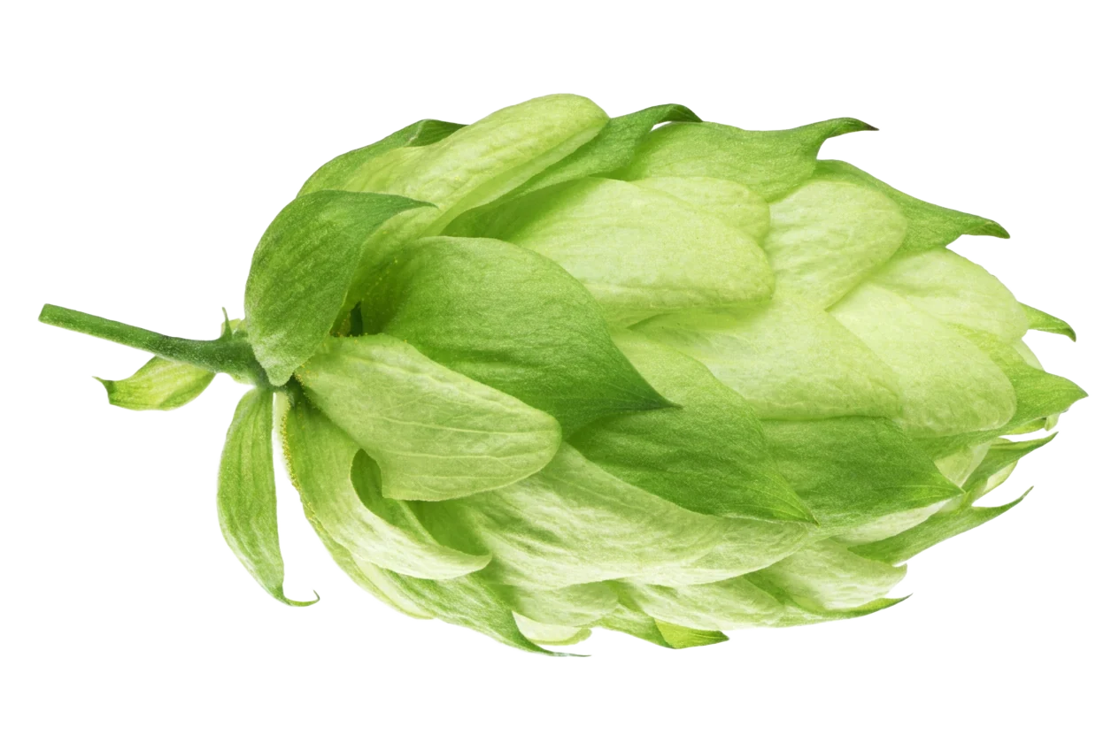 Photograph of Hops (Humulus lupulus)