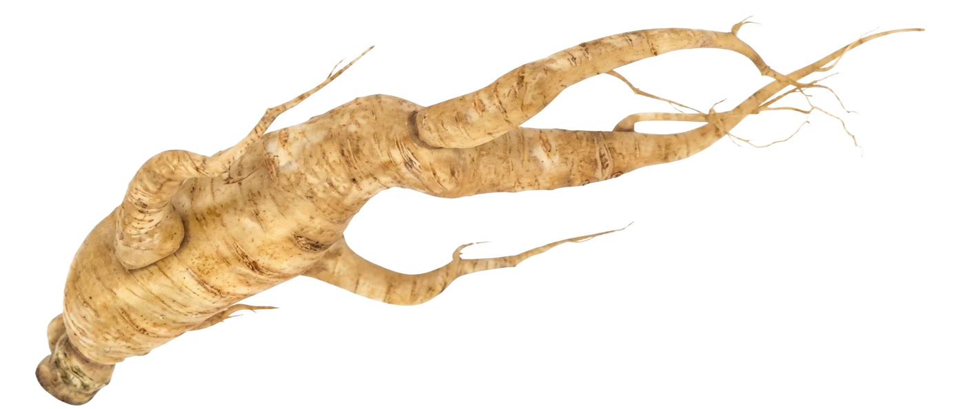 Photograph of Korean Ginseng (Panax ginseng)