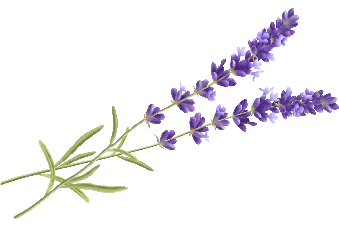 Photograph of Lavender (Lavandula angustifolia)
