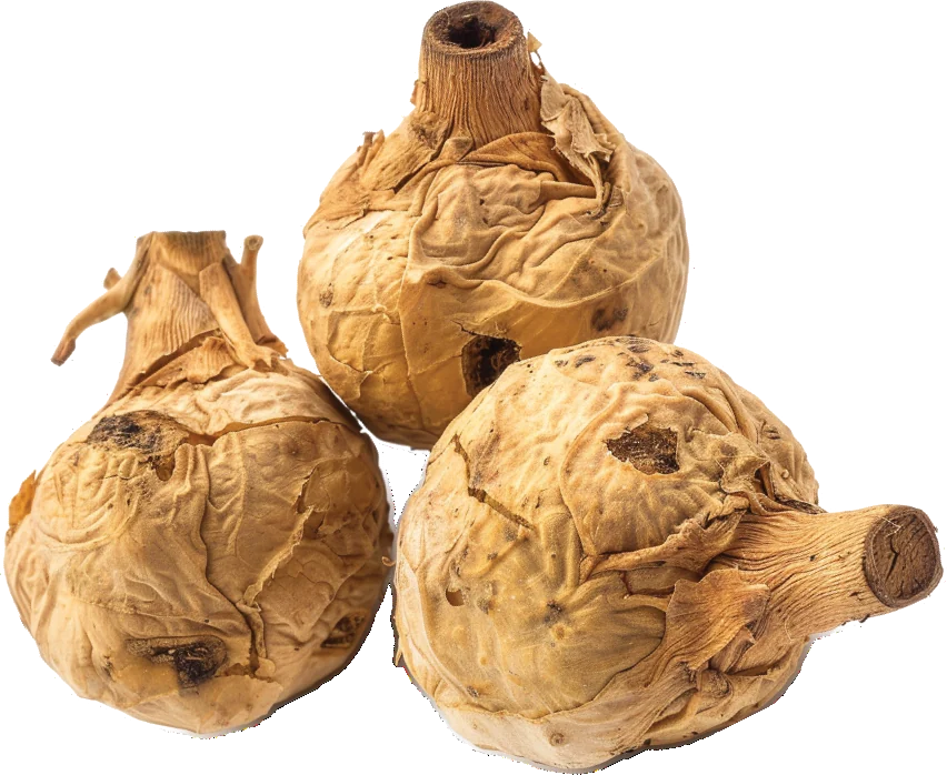Photograph of Maca Root (Lepidium meyenii)