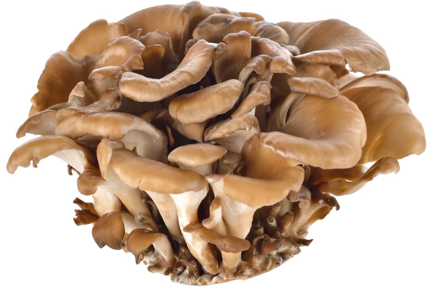 Photograph of Maitake (Grifola frondosa)