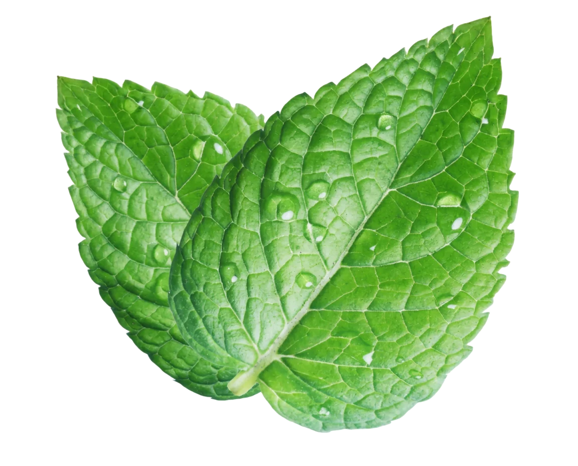 Photograph of Peppermint (Mentha × piperita)