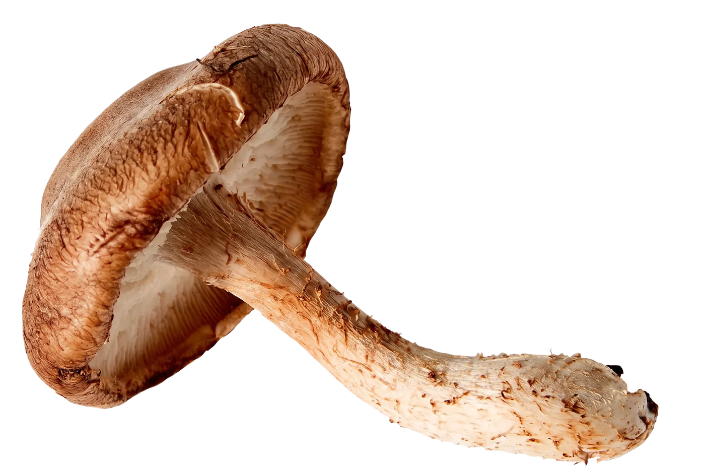 Photograph of Shiitake (Lentinula edodes)