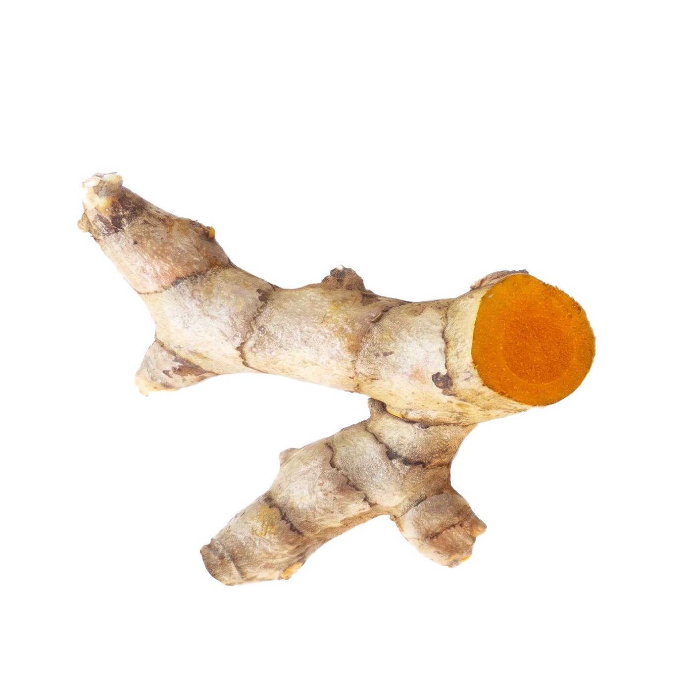 Photograph of Turmeric (Curcuma longa)