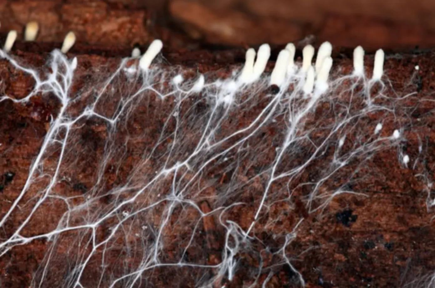 What is Mushroom Mycelium?